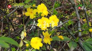 春日影像詩?? | 在仁和863科技園，聽“范偉”老師朗誦《春》